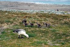 Magellangans (9 von 9).jpg